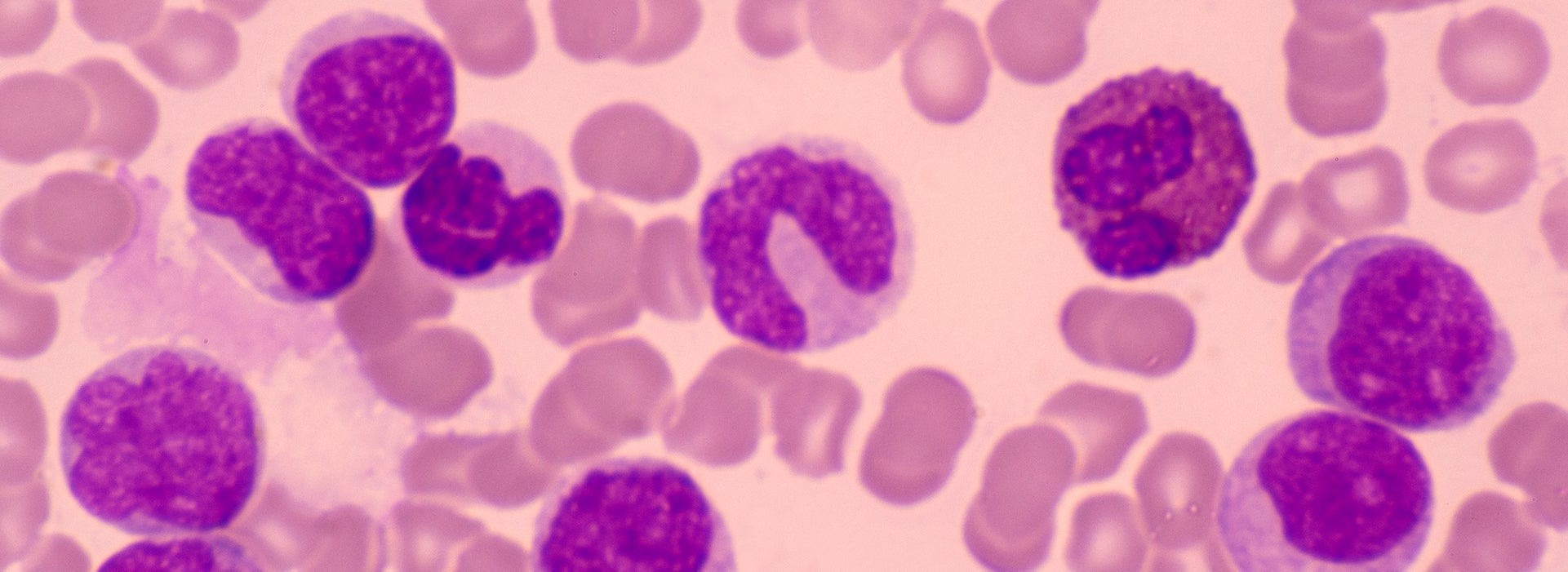 Microscopic image of different types of cells