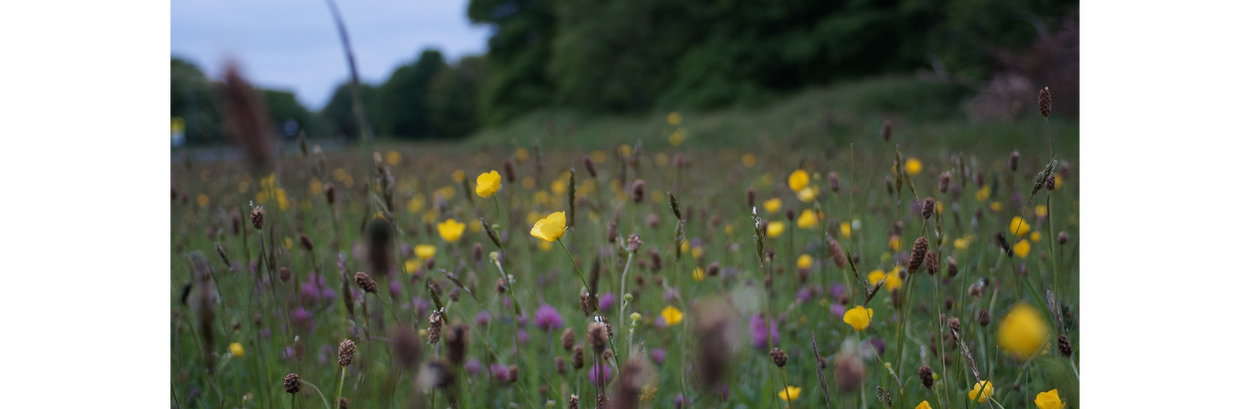 Veld met bloemen