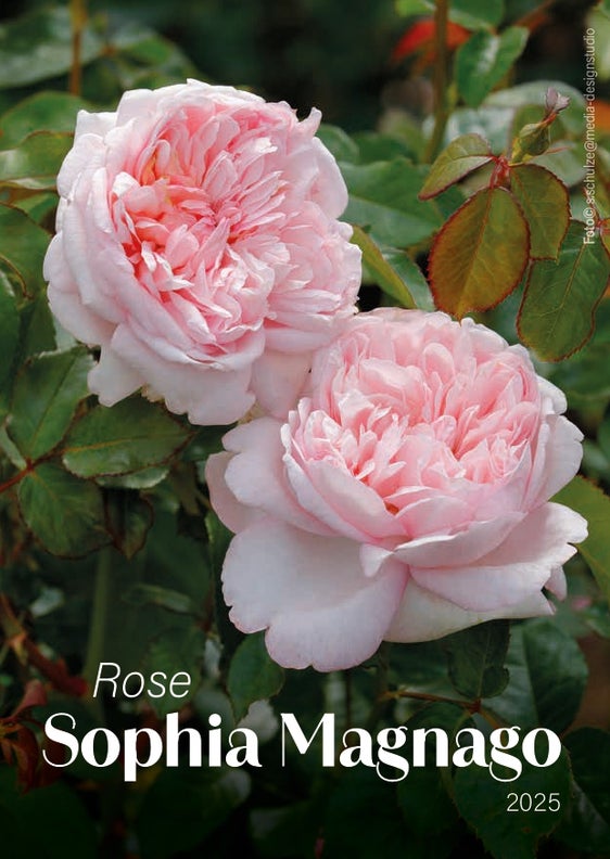 Die Rose Sophia Magnago