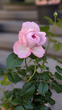 La bella e profumata rosa Sophia Magnago