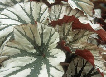 Begonias: houseplants