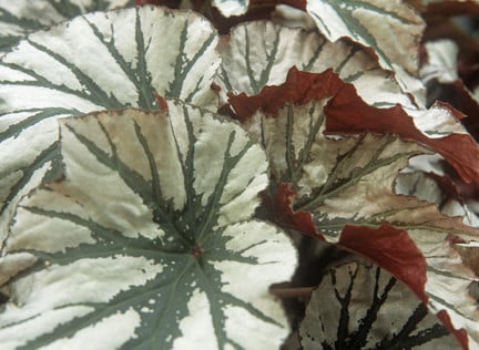 Begonias: houseplants