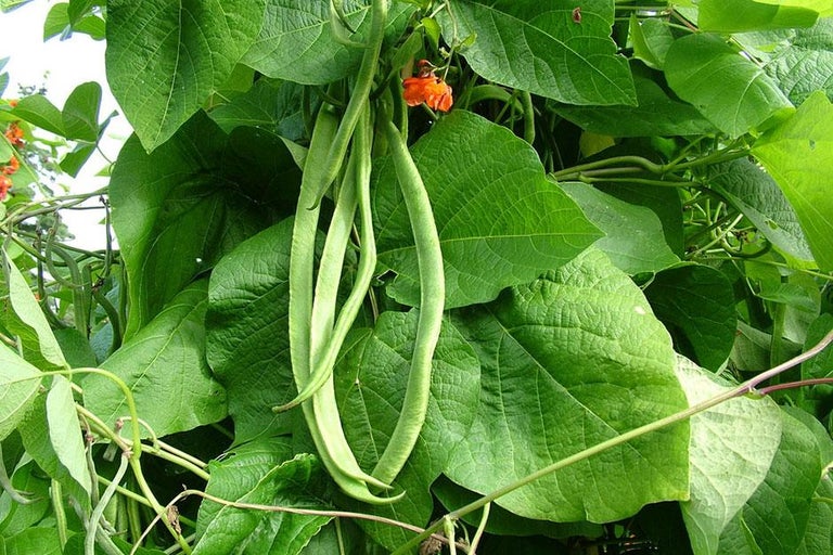 Buy runner beans at RHSplants.co.uk