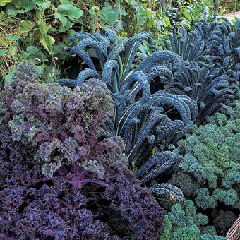 Hardy winter vegetables