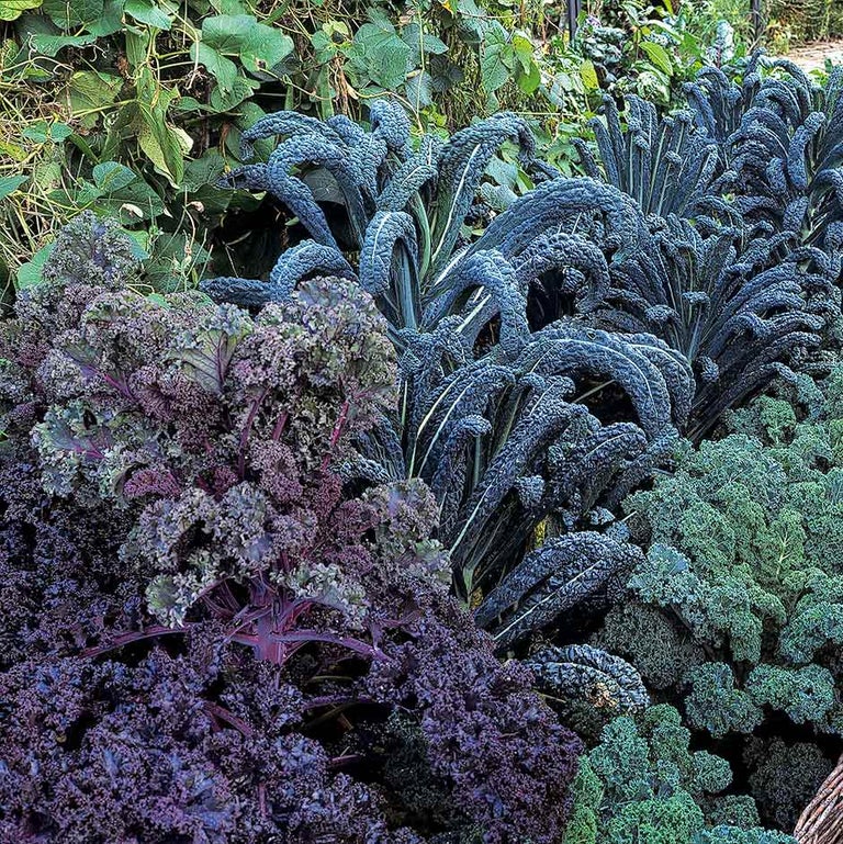 Hardy winter vegetables