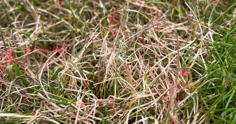 Pinkish-red gelatinous, thread-like structures of the red thread fungus. Image credit: Karen McBrien