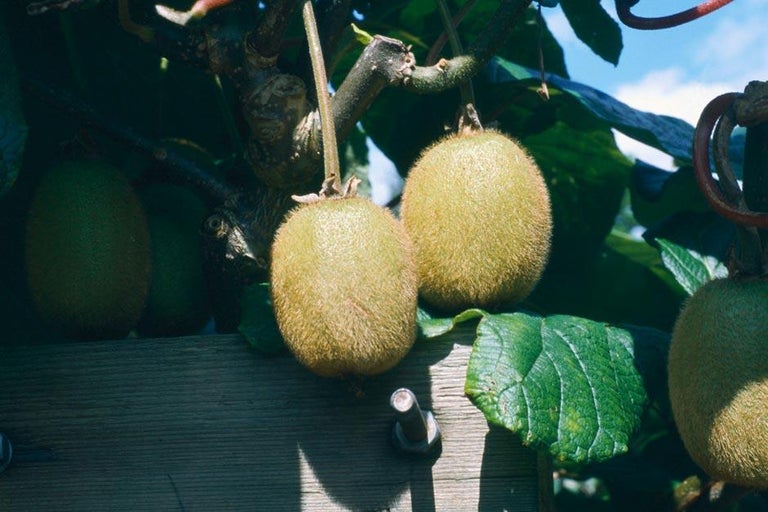 Buy kiwi fruit at RHSplants.co.uk
