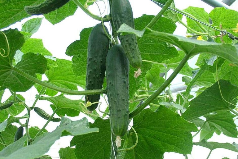 Buy cucumbers at RHSplants.co.uk