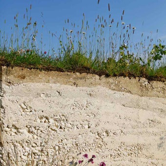 Chalky soils: plants for