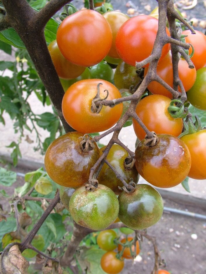 Tomato blight