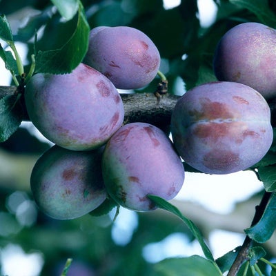 Prunus domestica (plum)