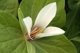 Trillium