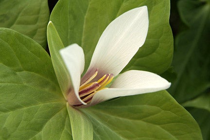 Trillium