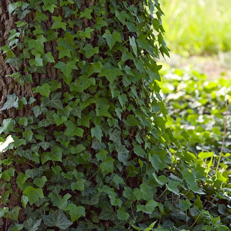 Ivy on trees and as groundcover