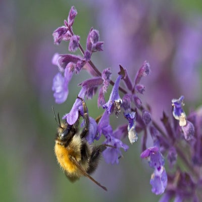 <i>Nepeta racemosa</i> 'Walker's Low' is an excellent plant for pollinators