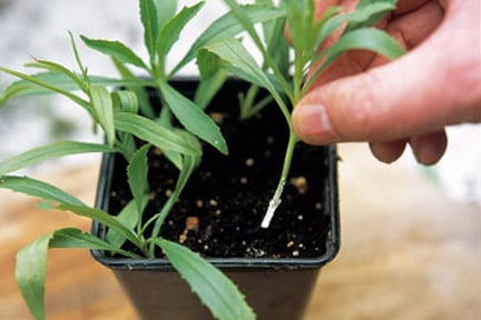 Tender perennials: cuttings