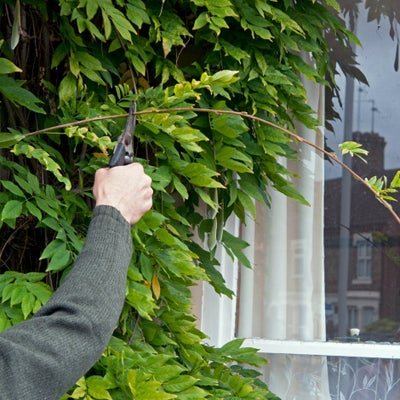 Prune wisteria in January or February, then again in July or August