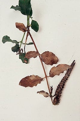 Plant suffering from wind scorch