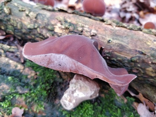 Jelly ear on fallen branch (<EM>Auricularia auricula judae</EM>). Image: Jassy Drakulic