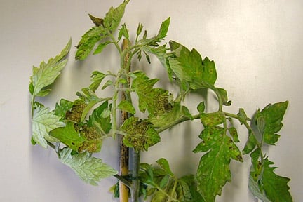 Tomato plants affected by virus show mosaic patterns on leaves. Image: 911±¬ÁÏ, Horticultural Science