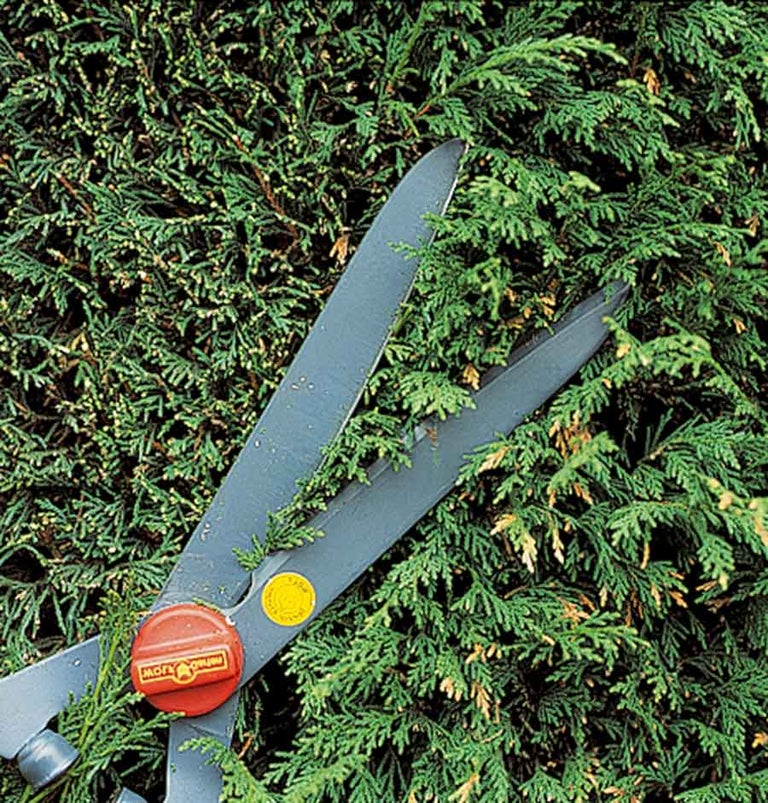 Hedges: nuisance and overgrown