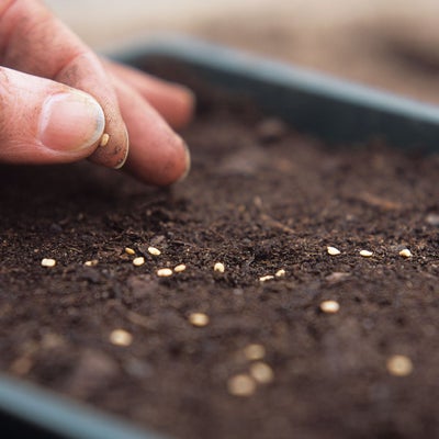 A wide array of veg can be grown from seed in spring and summer