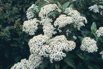 Plants for coastal areas