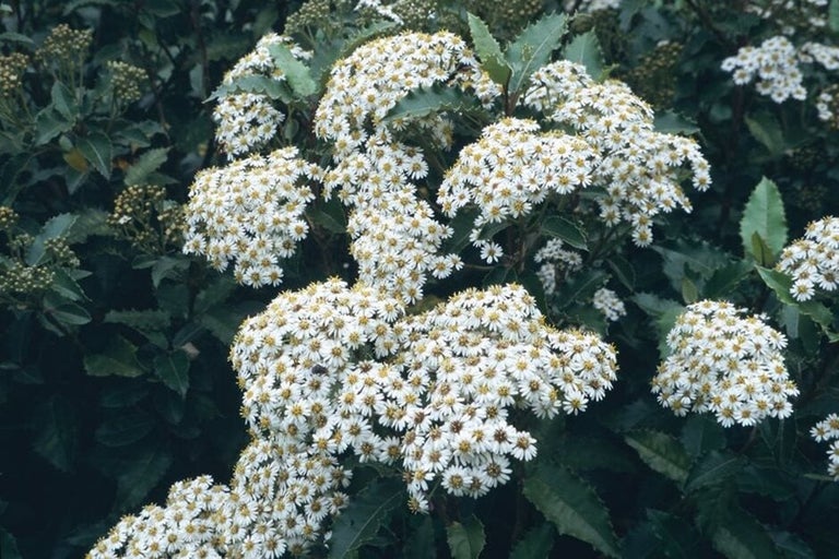 Plants for coastal areas