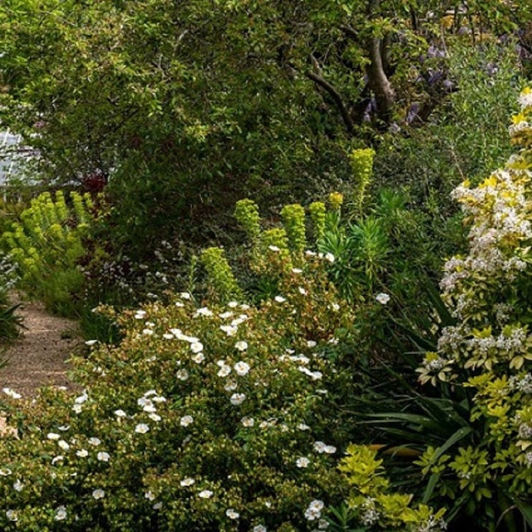 Plants for slope stabilisation in partial shade