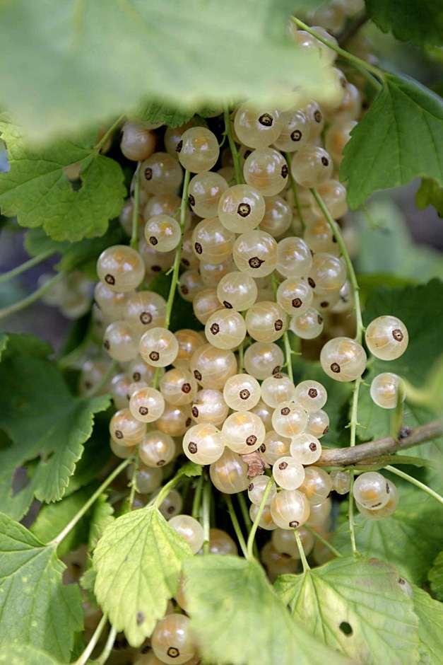 Buy whitecurrants at RHSplants.co.uk