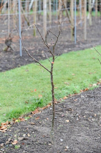 Apple and pears: pruning newly planted trees