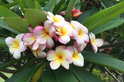 Frangipani