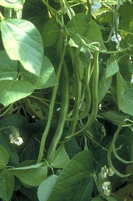Runner beans can often fail to set pods due to a number of reasons. Image: Mike Sleigh/911±¬ÁÏ