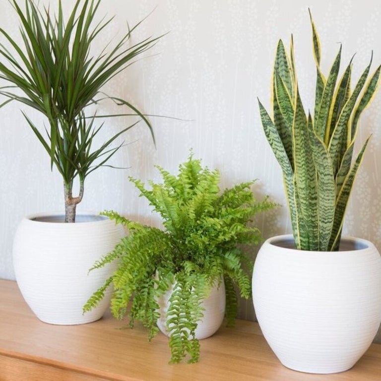 Houseplants: to support human health