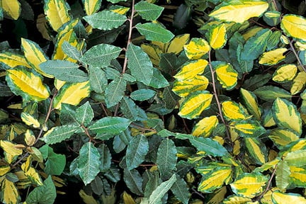 Elaeagnus showing reverted growth