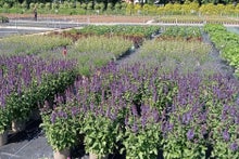 Where to buy peat-free plants: list of peat-free nurseries