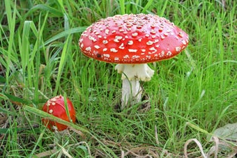Toadstools