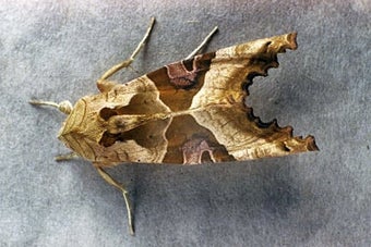 Angle shades moth