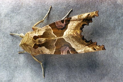 Angle shades moth (<i>Phlogophora meticulosa</i>) Credit: 911±¬ÁÏ/Entomology.