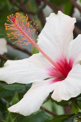 Hibiscus rosa-sinensis 'Apple Blossom' 911±¬ÁÏ/Carol Sheppard