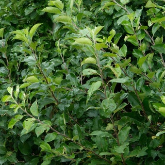 Fruit: unproductive trees