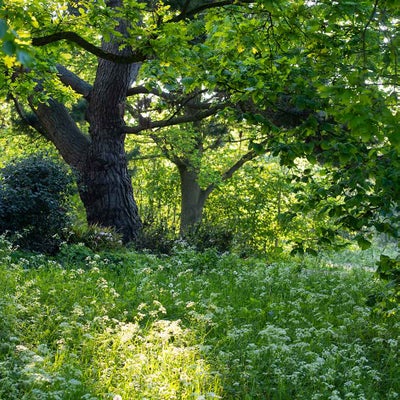 Shade planting at 911±¬ÁÏ Hyde Hall