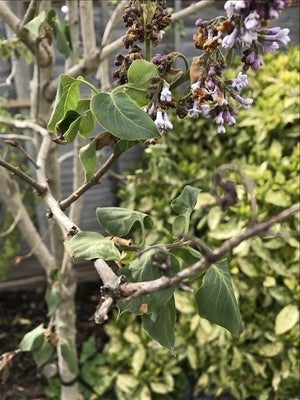 Lilac blight causing wilting and dieback of young shoots and flower clusters. Image credit: Catherine McGrath.
