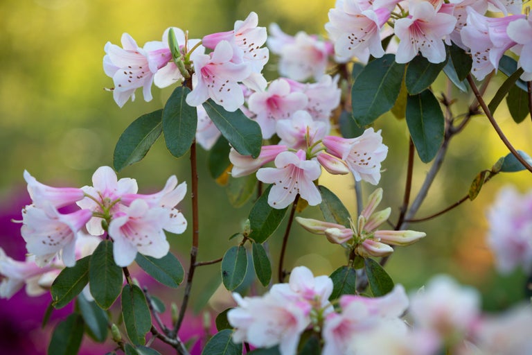 Discover RHS Gardens for free with an RHS membership