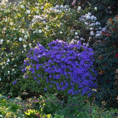 Plants such as rhododendrons and camellias enjoy acidic soils