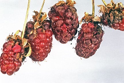 Raspberry beetle (<i>Byturus tomentosus</i>) on Loganberry (<i>Rubus</i> hybrid). Credit: 911±¬ÁÏ/Entomology.