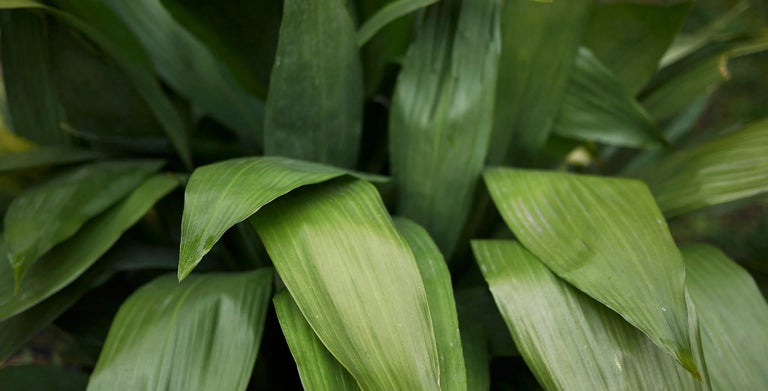 Aspidistra