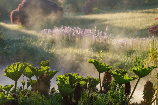 Water vapour above a patch of Gunnera at 911±¬ÁÏ Garden Wisley