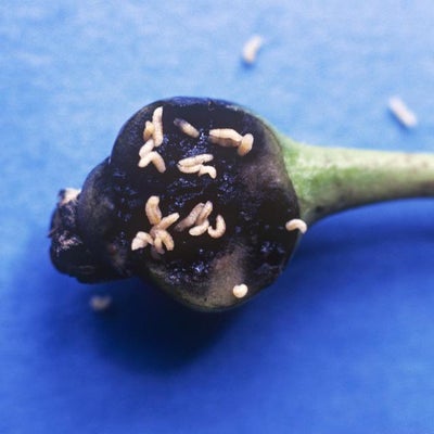 Severe damage caused to a fruitlet by the larvae of pear midge.