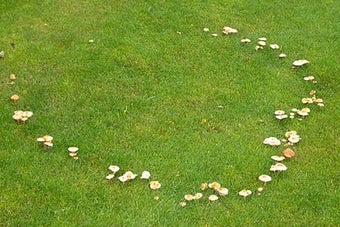 Fairy rings
